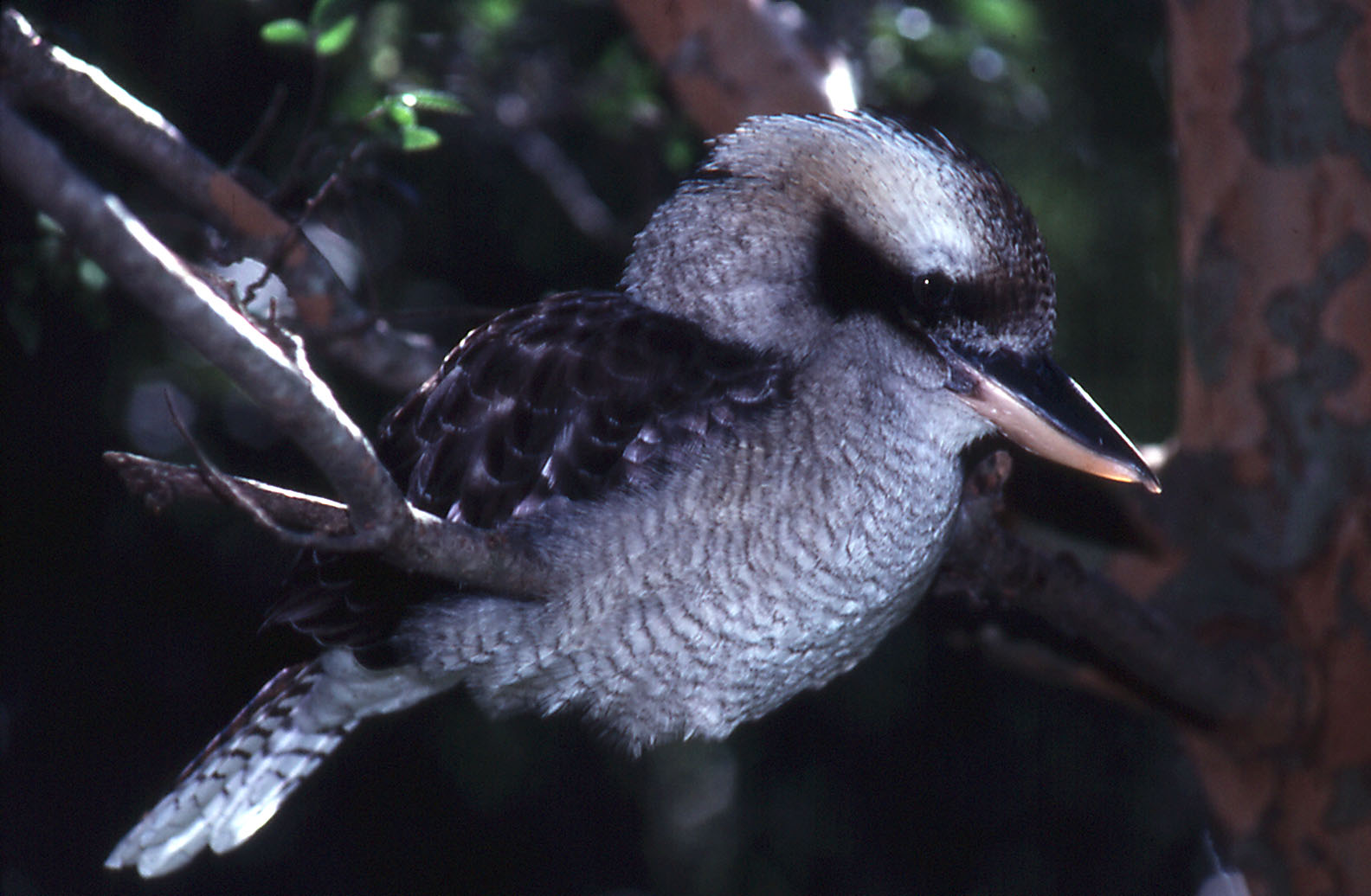 Kookaburra