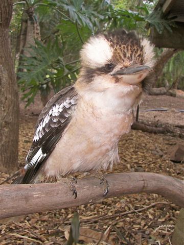 Kookaburra