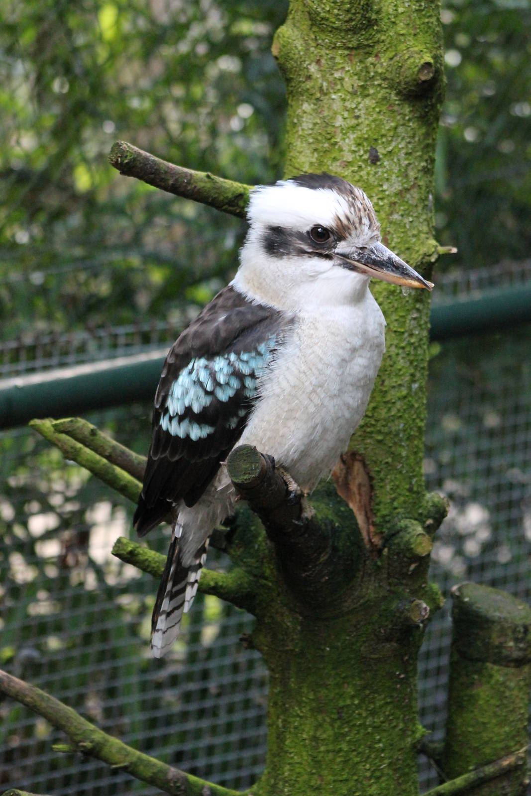 kookaburra