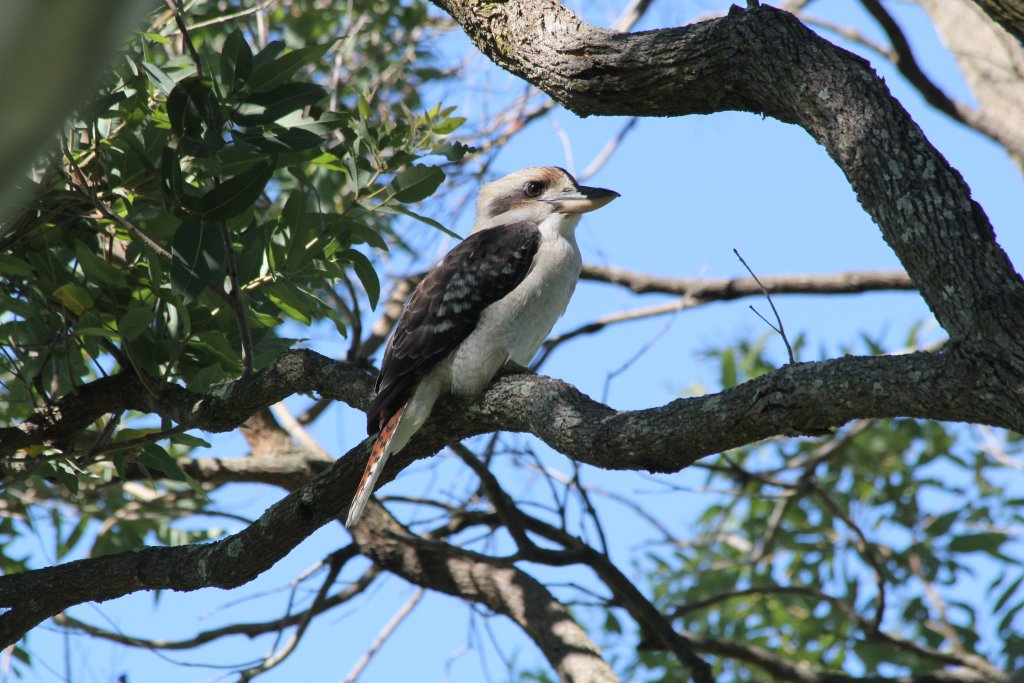 Kookaburra