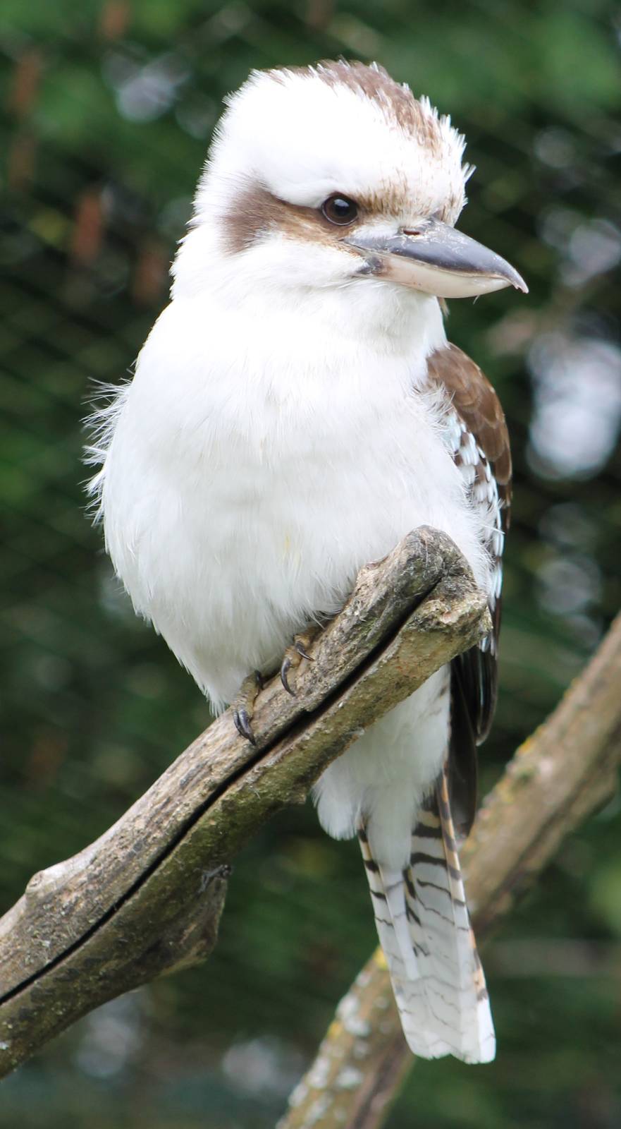 Kookaburra