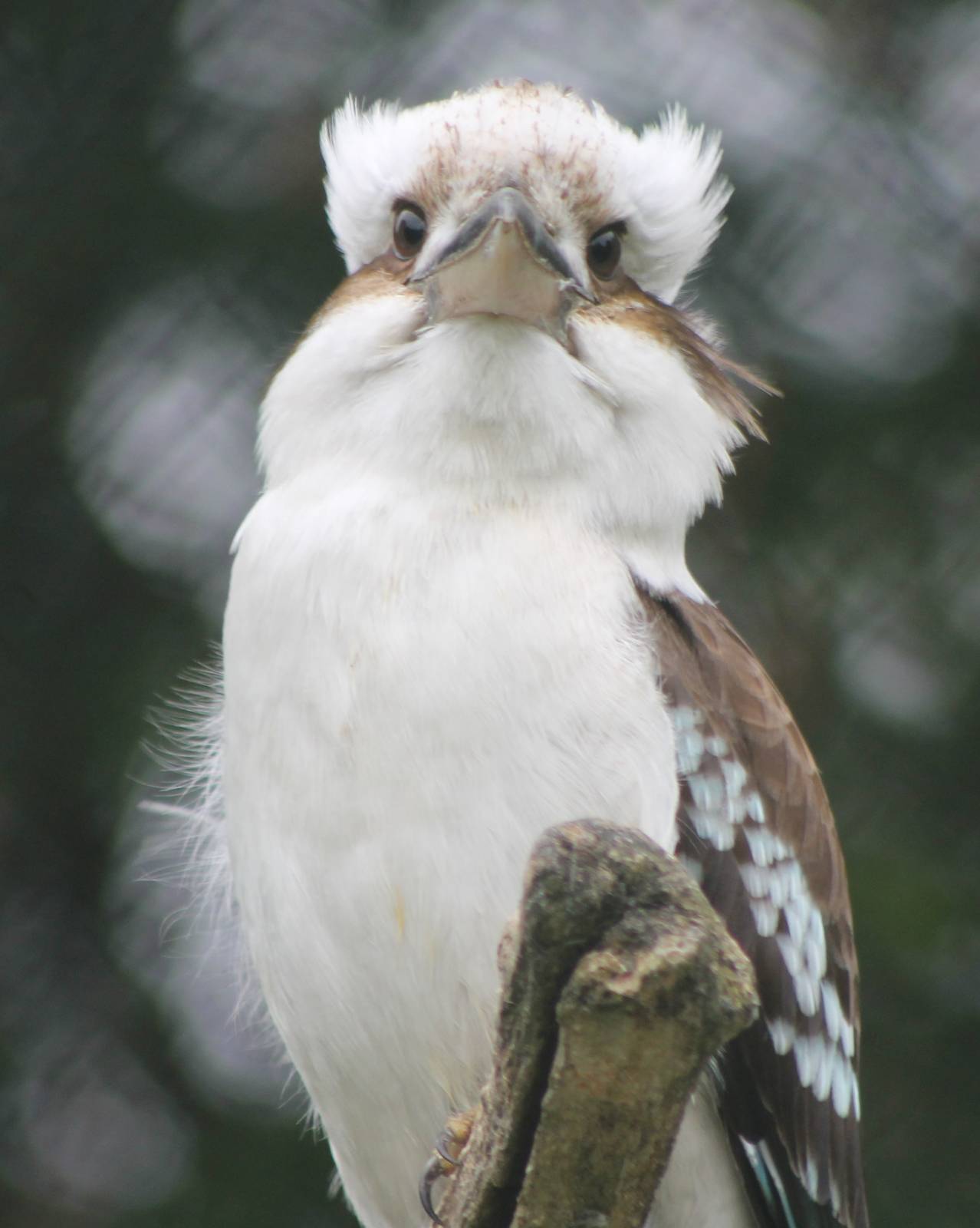 Kookaburra