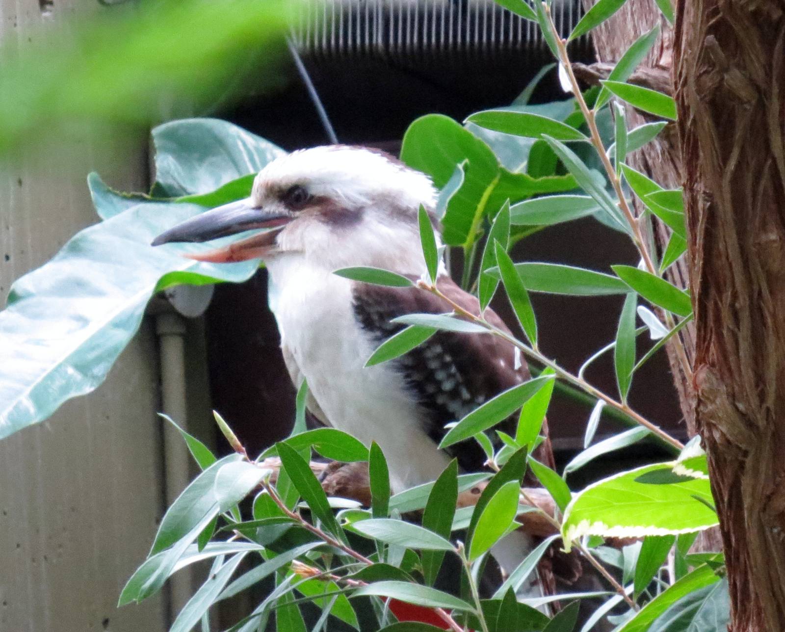 Kookaburra