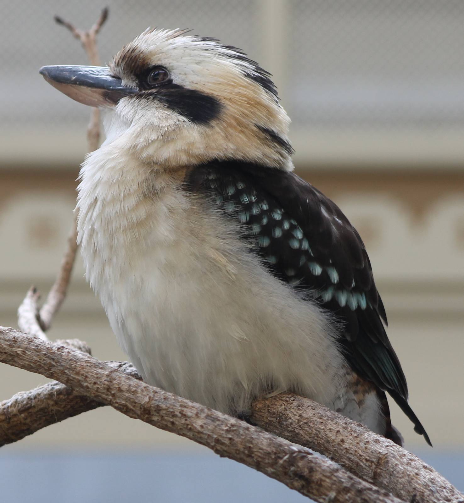 Kookaburra