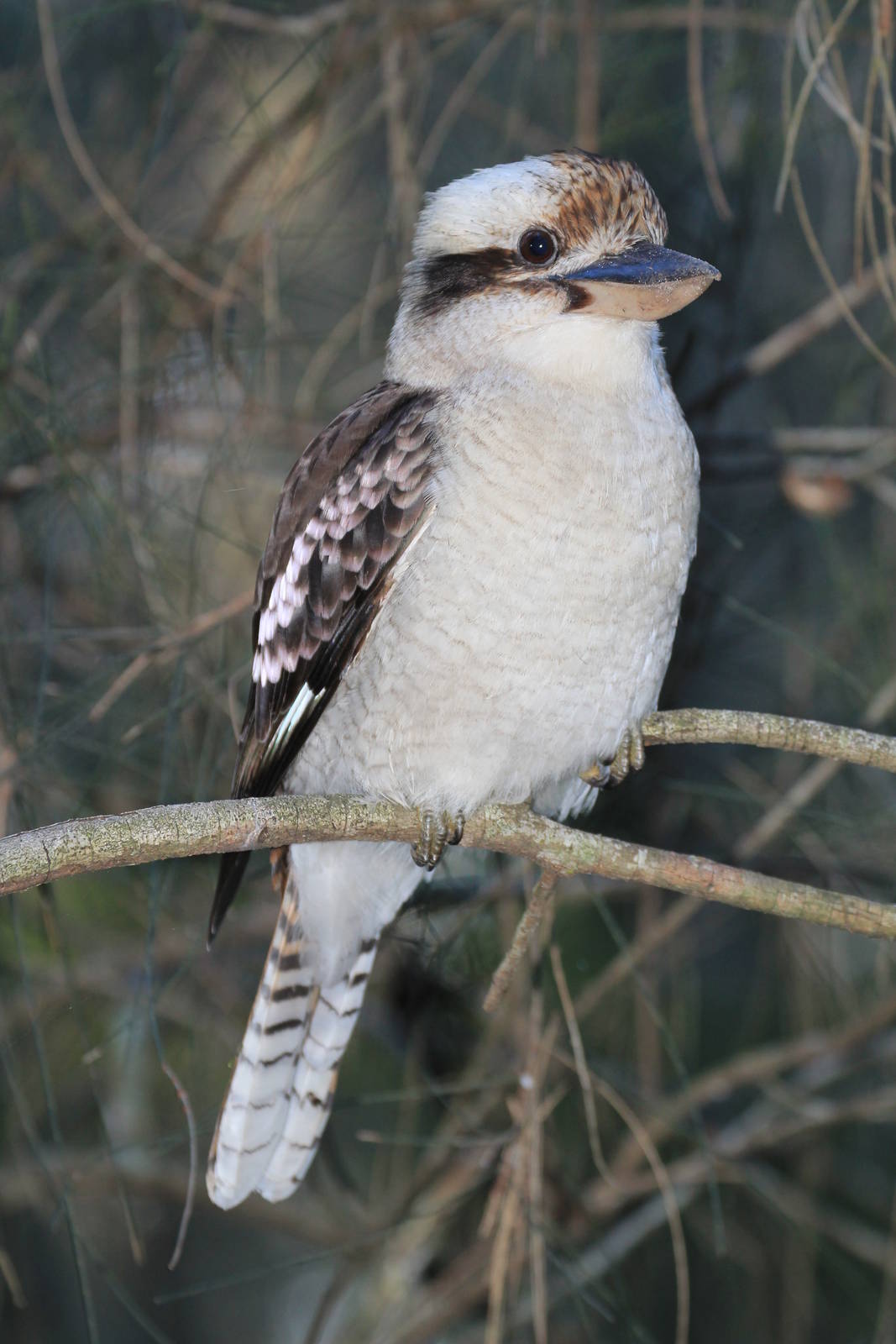 Kookaburra