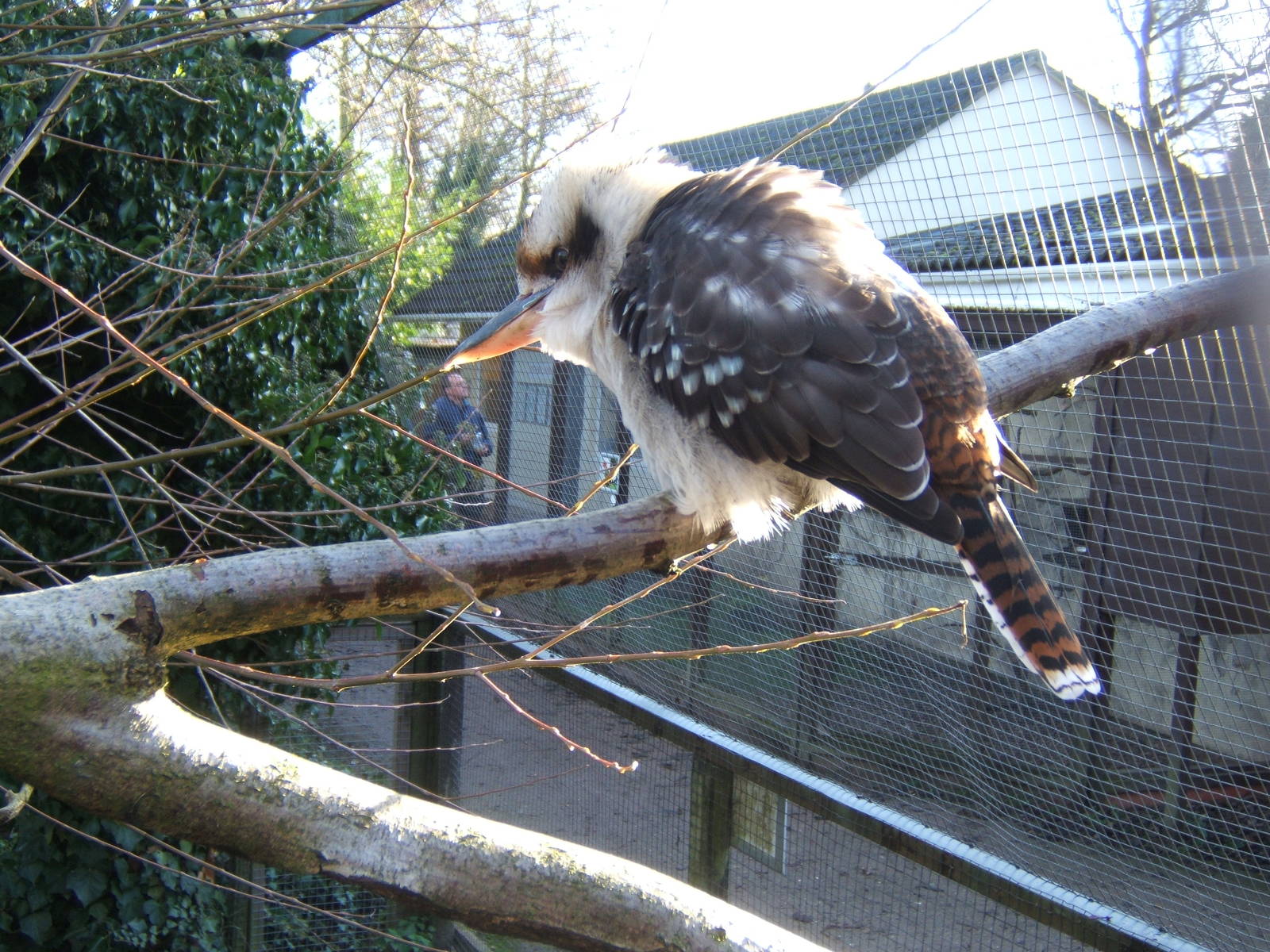 kookaburra