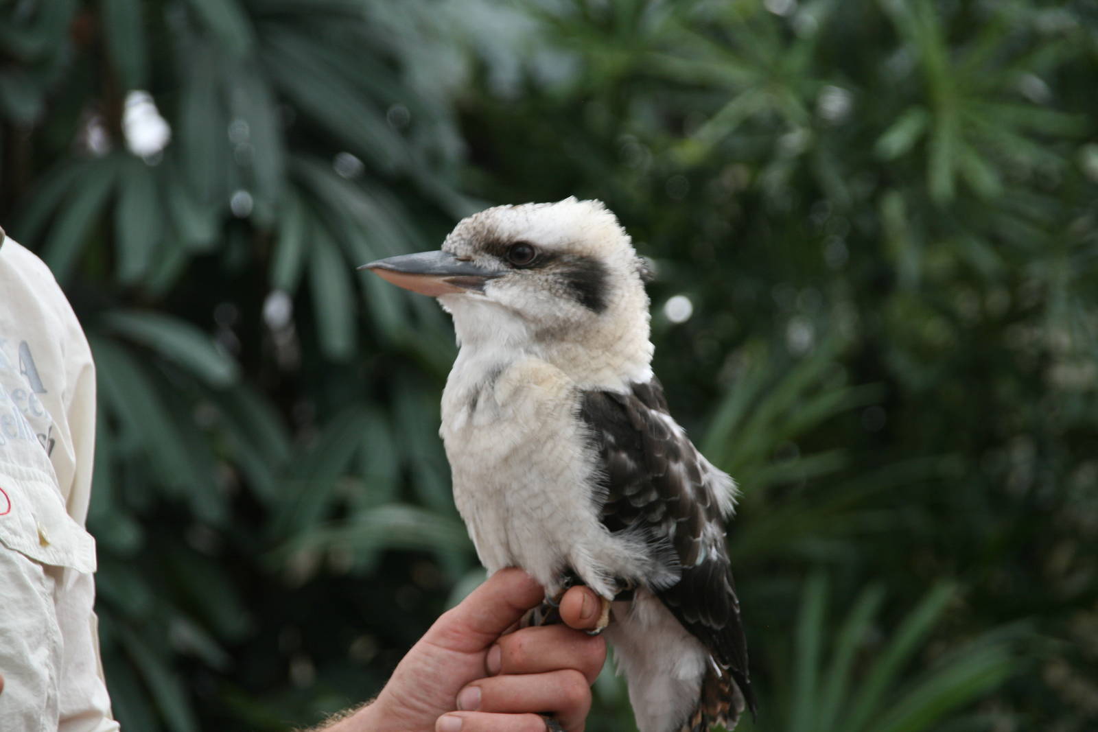 kookaburra