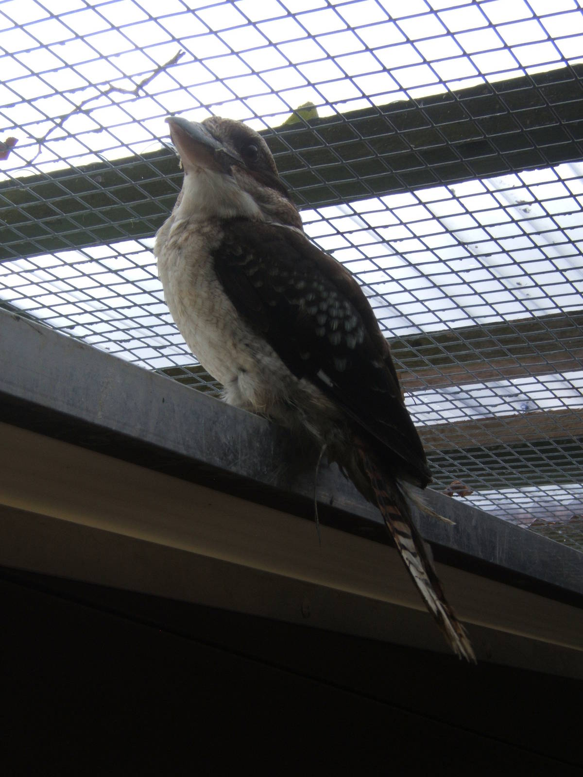 Kookaburra