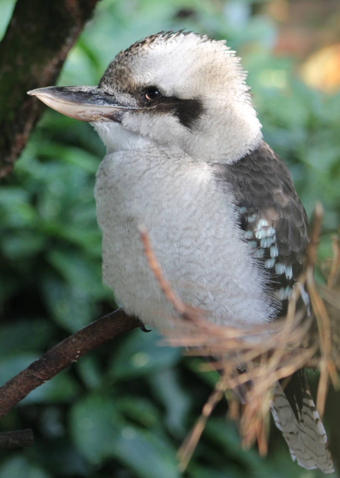 Kookaburra
