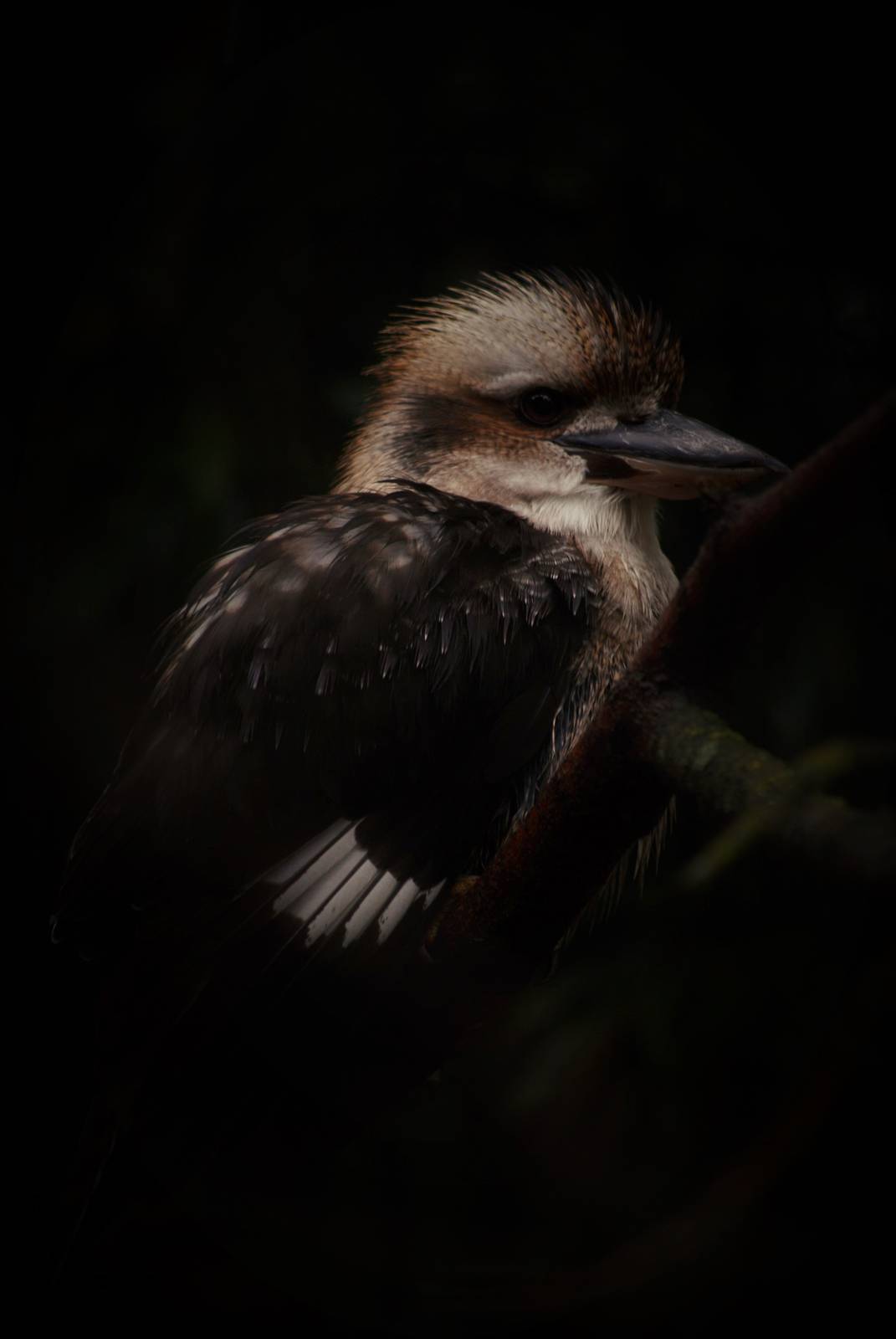 Kookaburra