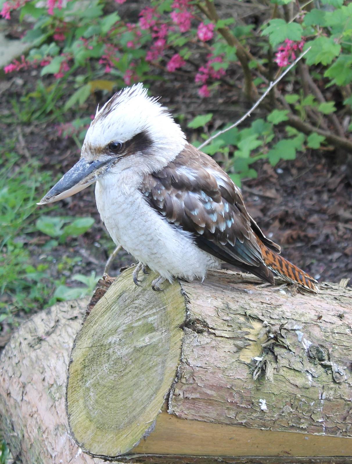 Kookaburra