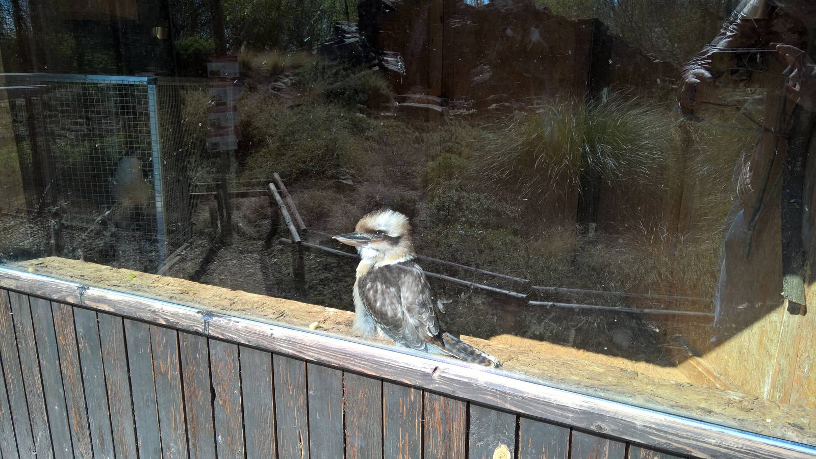 Kookaburra