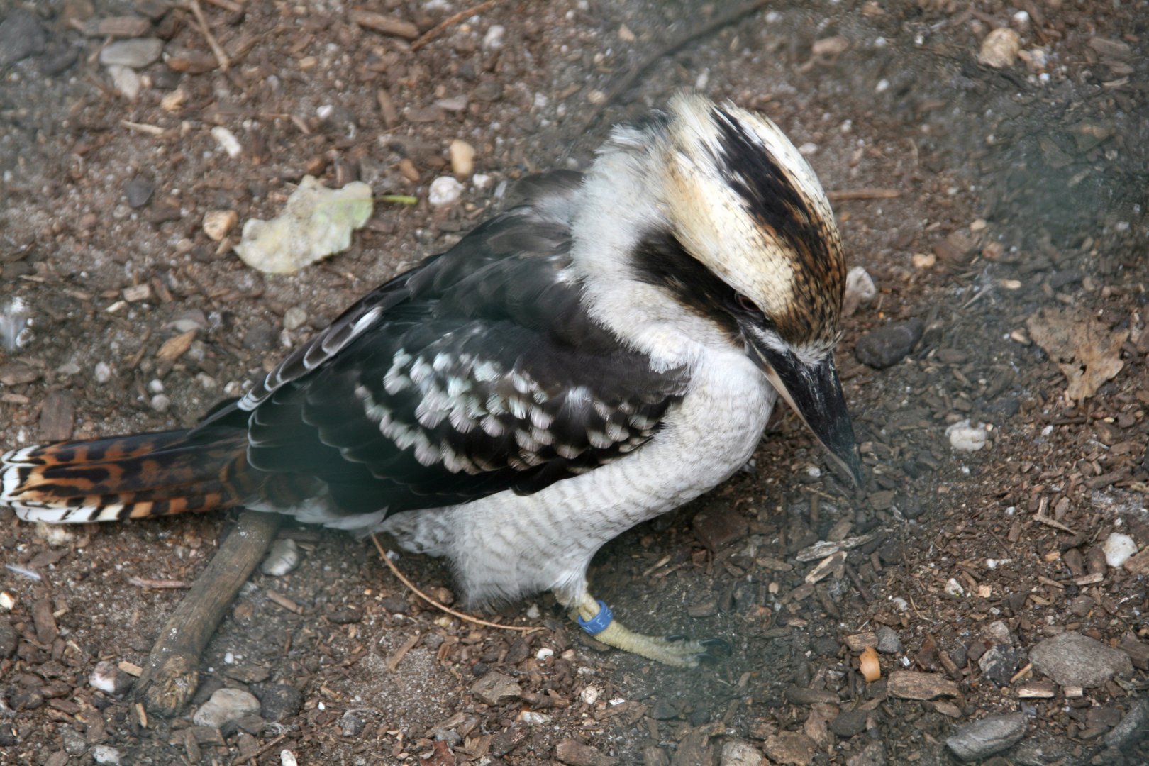 Kookaburra