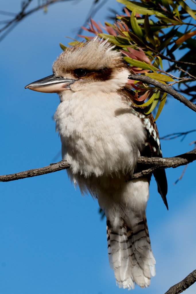 Kookaburra