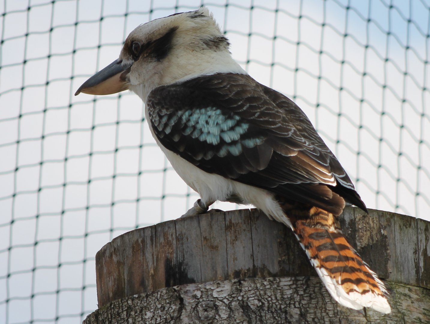 Kookaburra