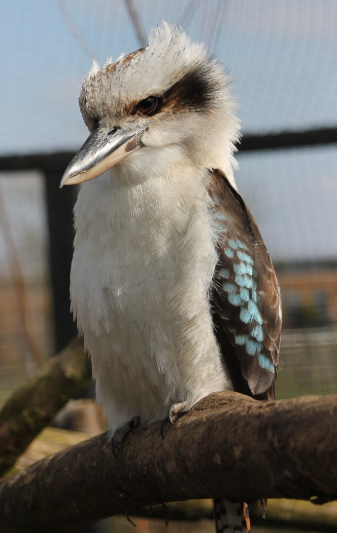 Kookaburra