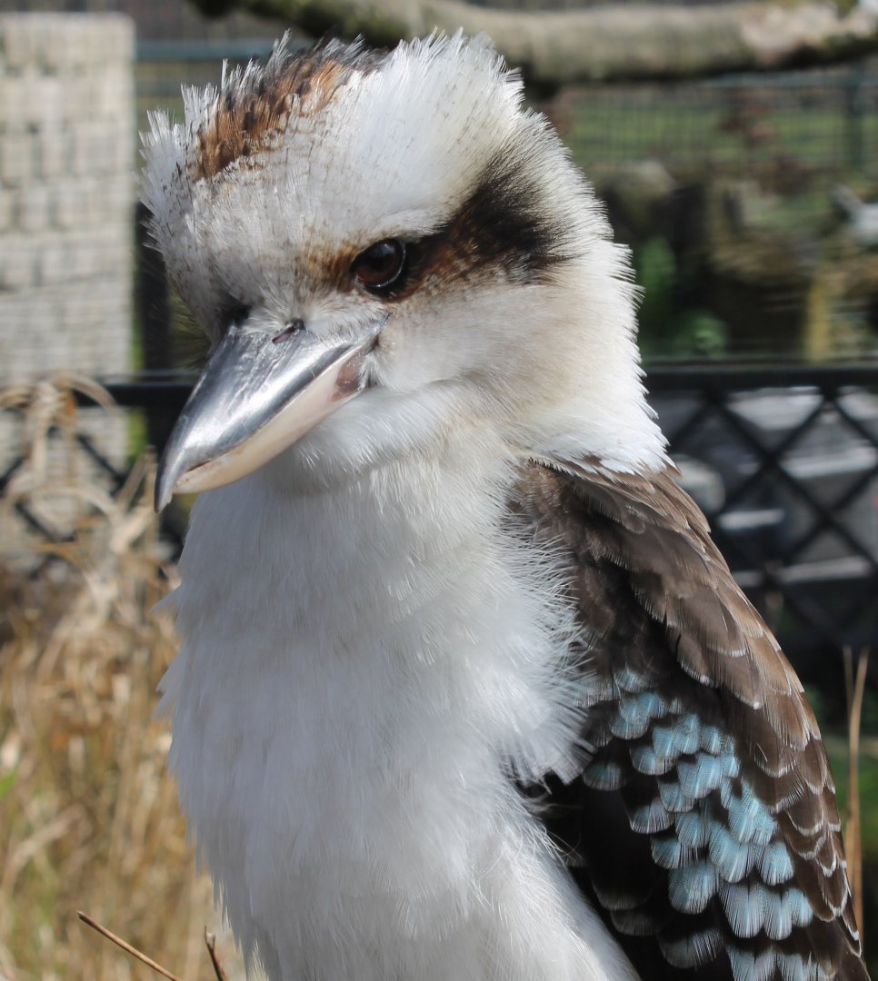 Kookaburra