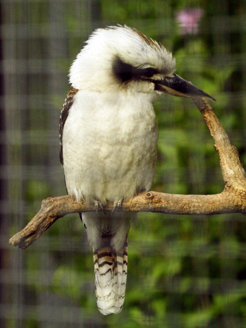 Kookaburra