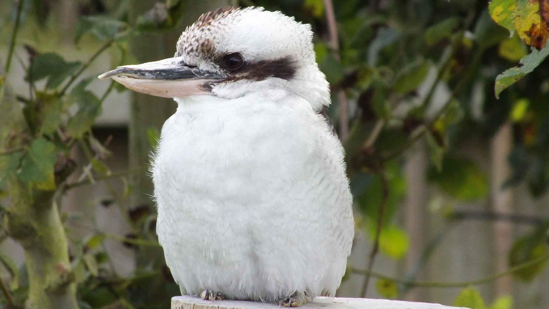 kookaburra