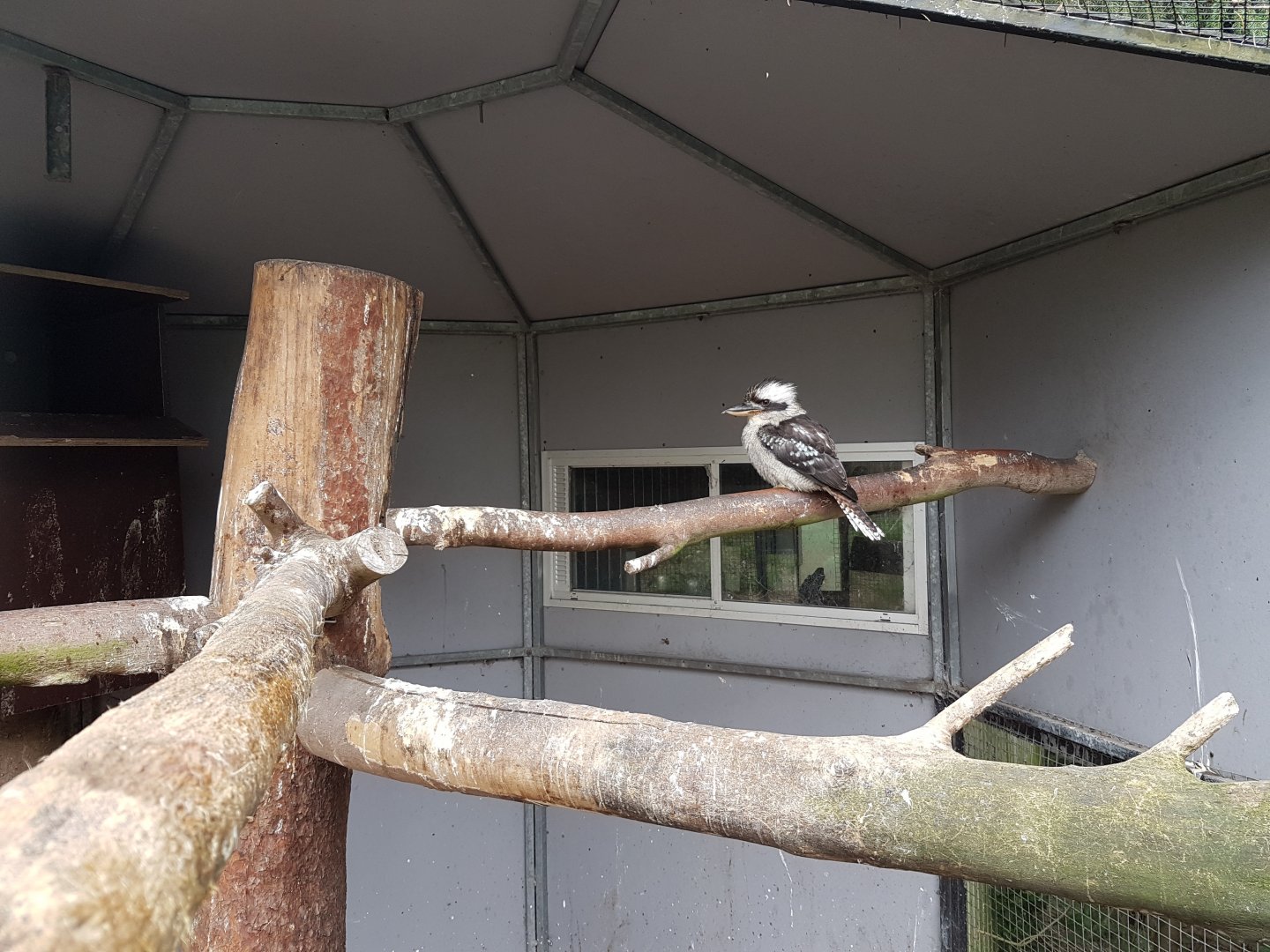 Kookaburra