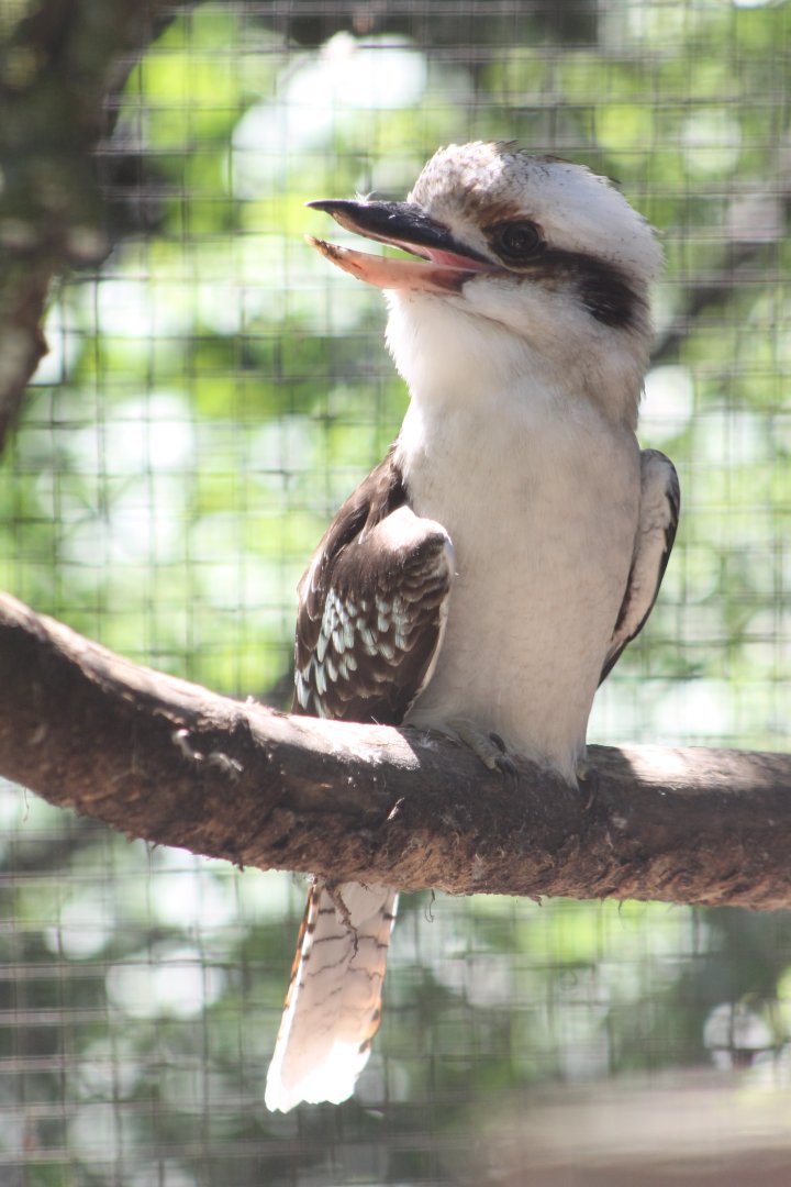 Kookaburra