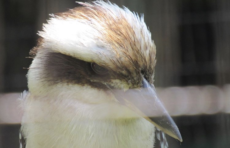 Kookaburra