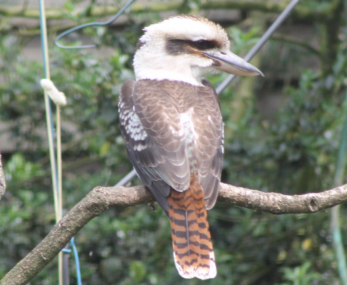 Kookaburra