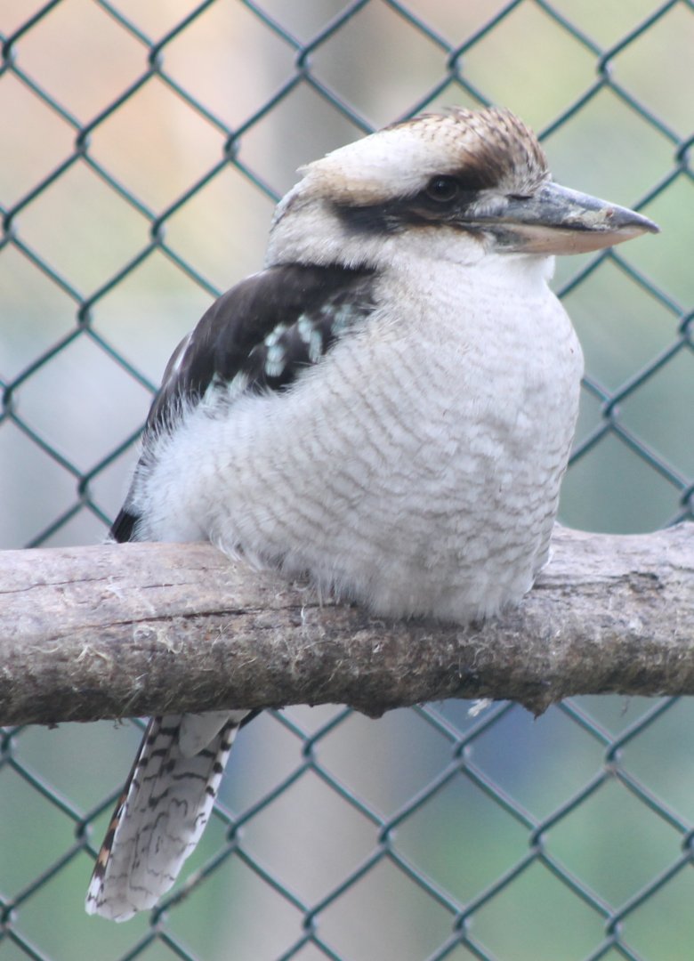 Kookaburra
