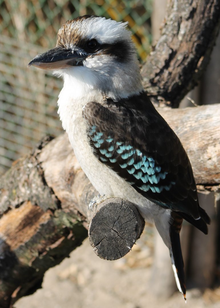 Kookaburra
