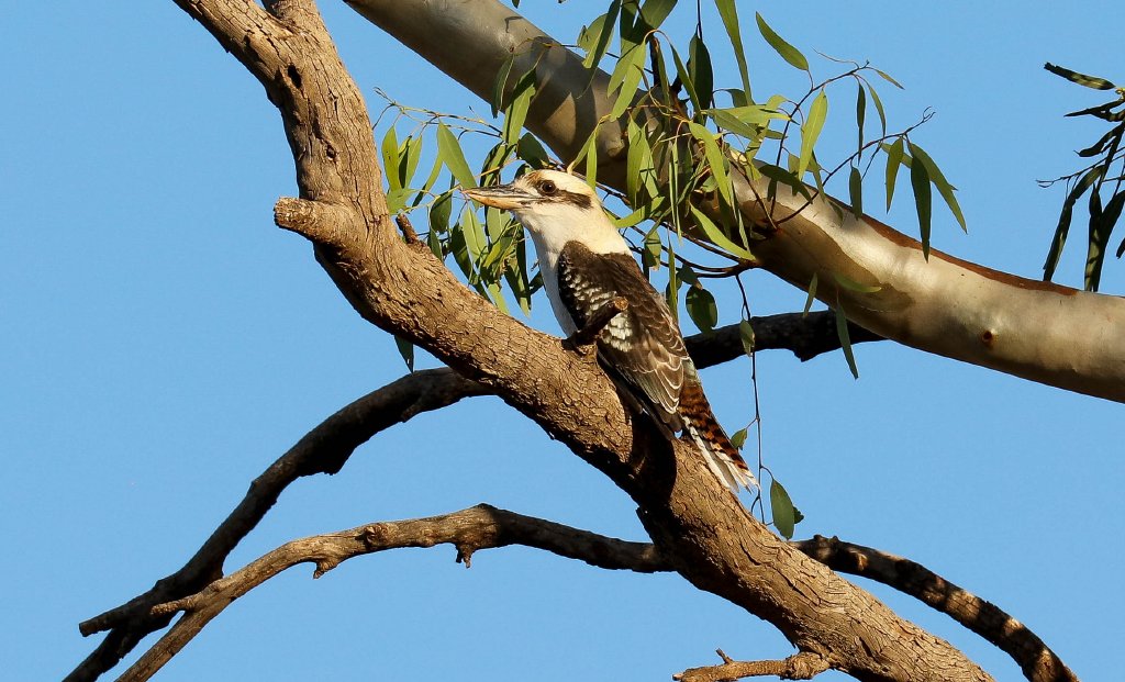 Kookaburra
