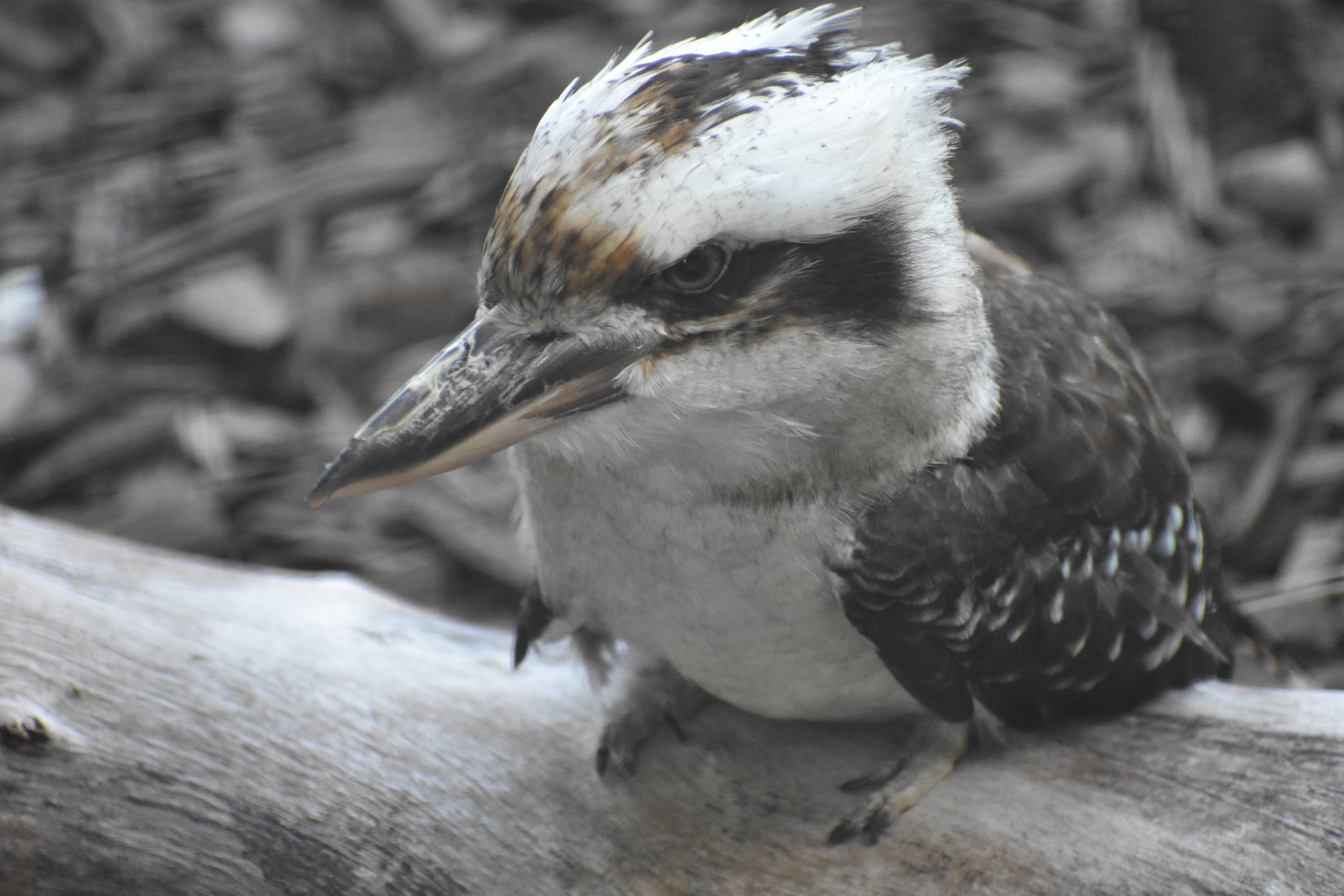 Kookaburra