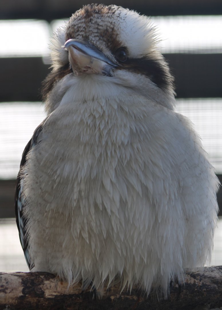 Kookaburra