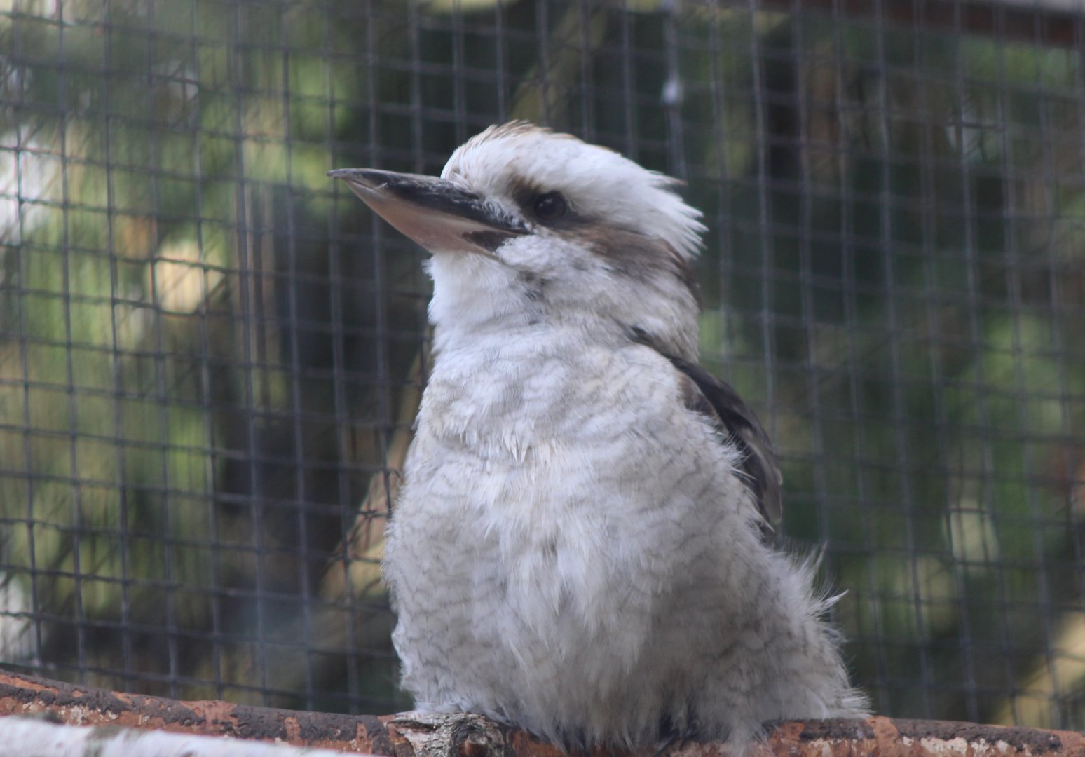 Kookaburra