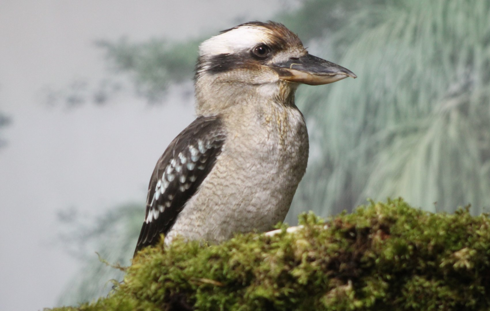 Kookaburra