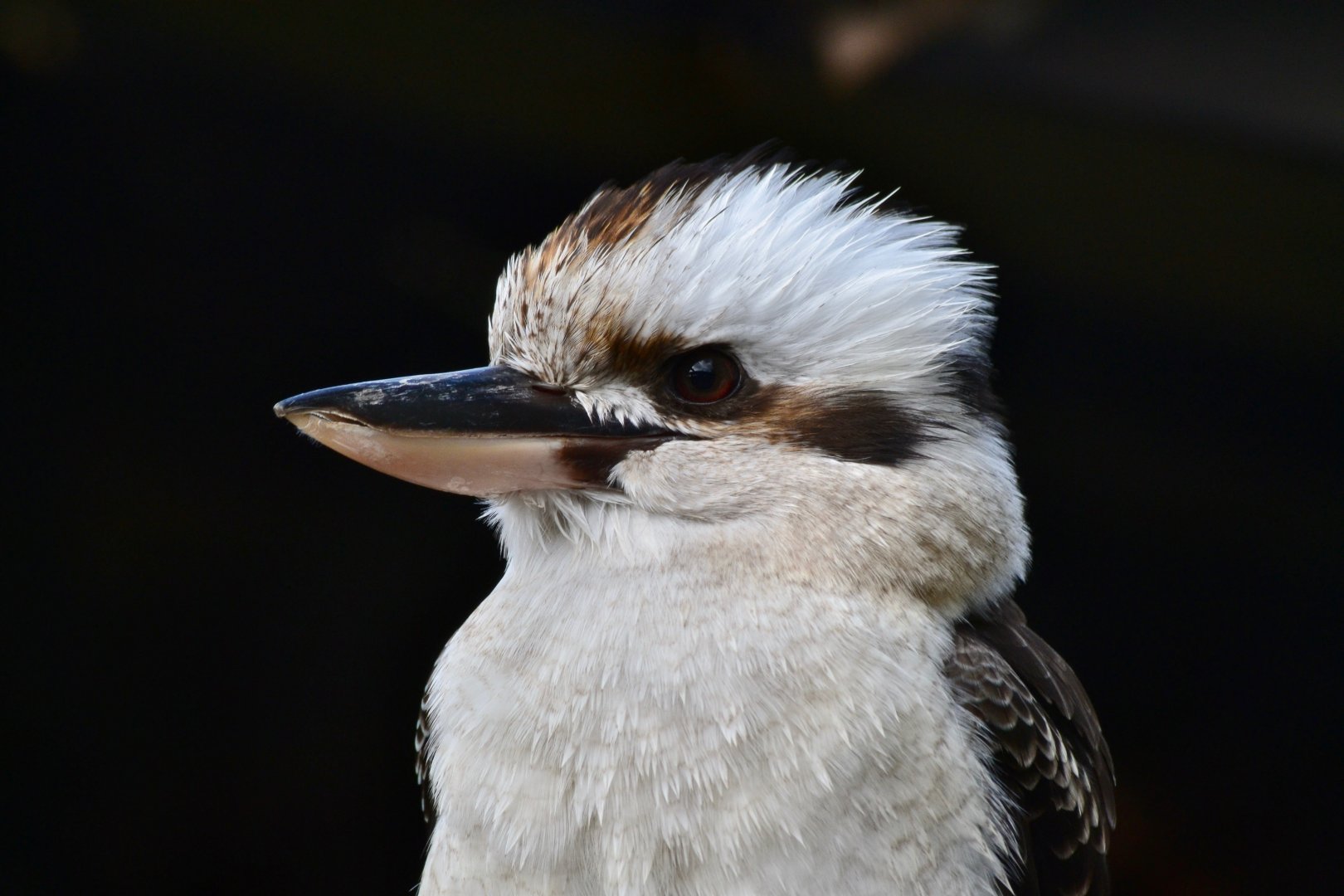 Kookaburra