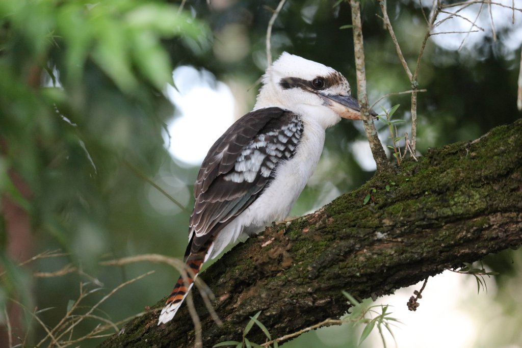 Kookaburra