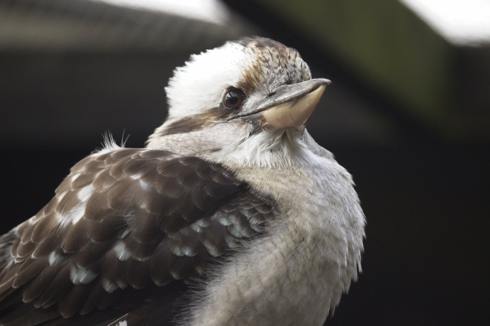 Kookaburra