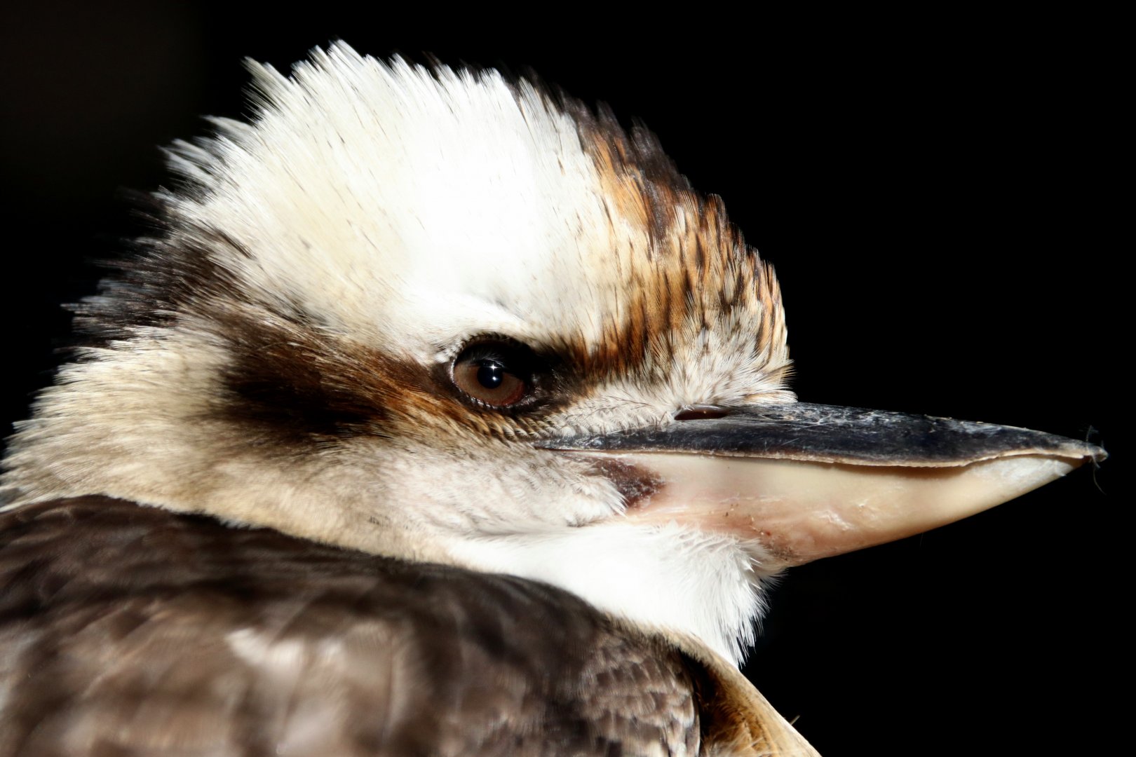Kookaburra
