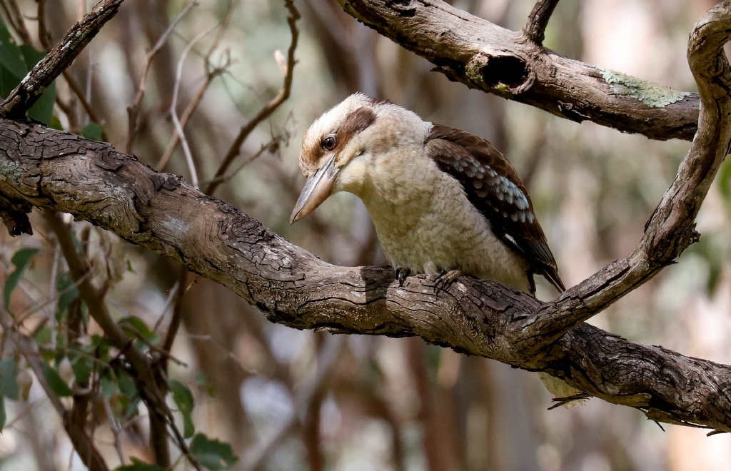 Kookaburra