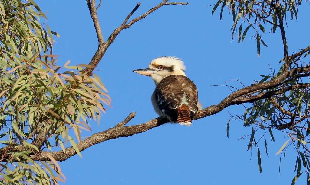 Kookaburra