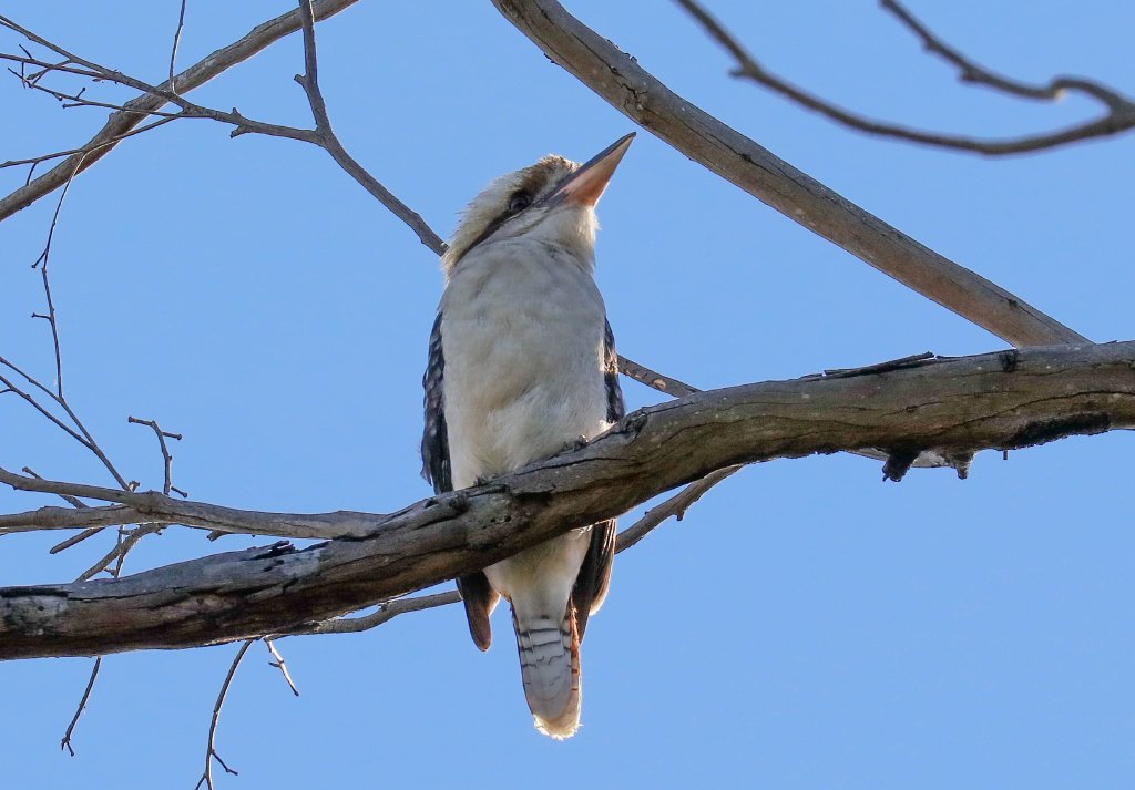 Kookaburra