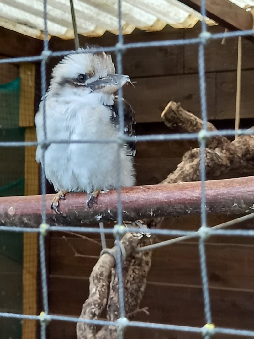 Kookaburra