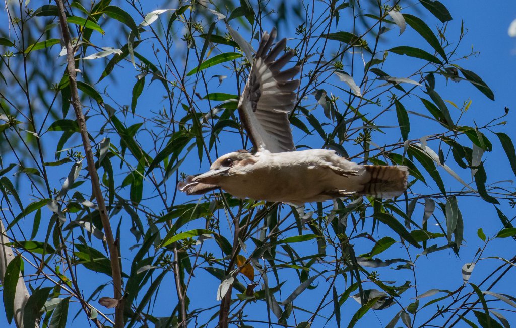 Kookaburra