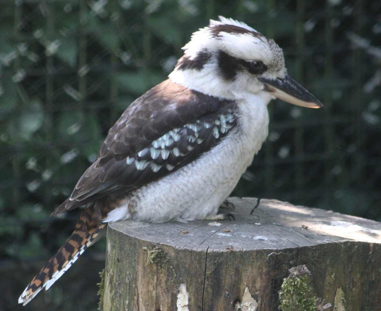Kookaburra