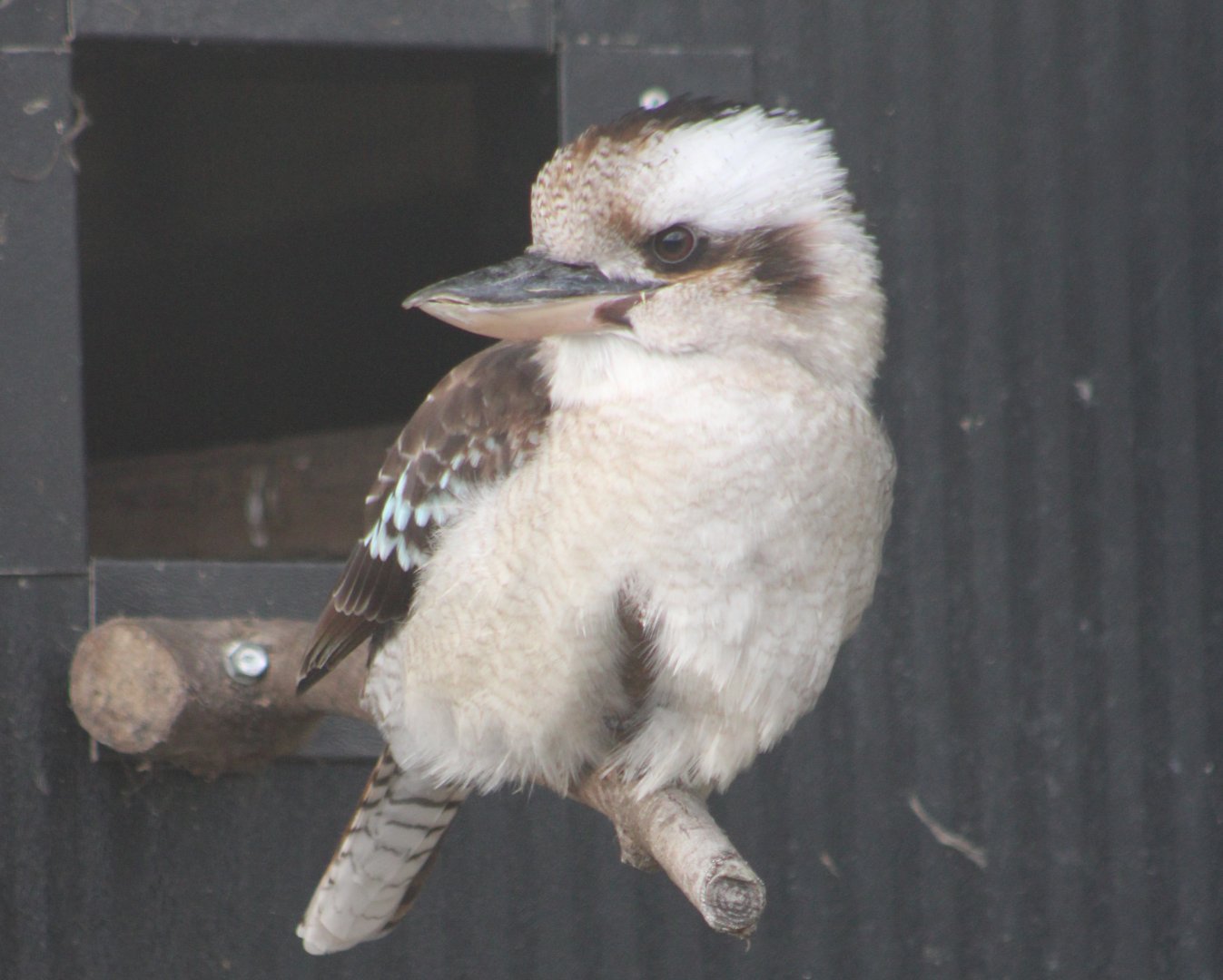 Kookaburra