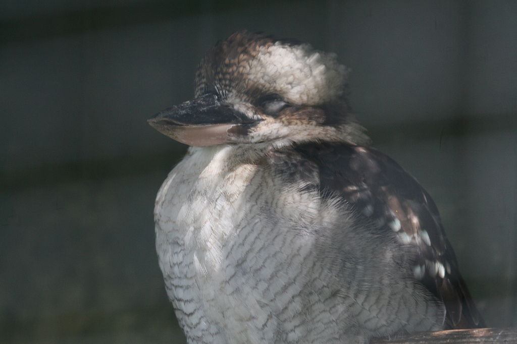 Kookaburra