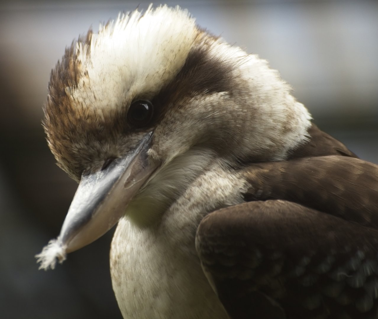 Kookaburra