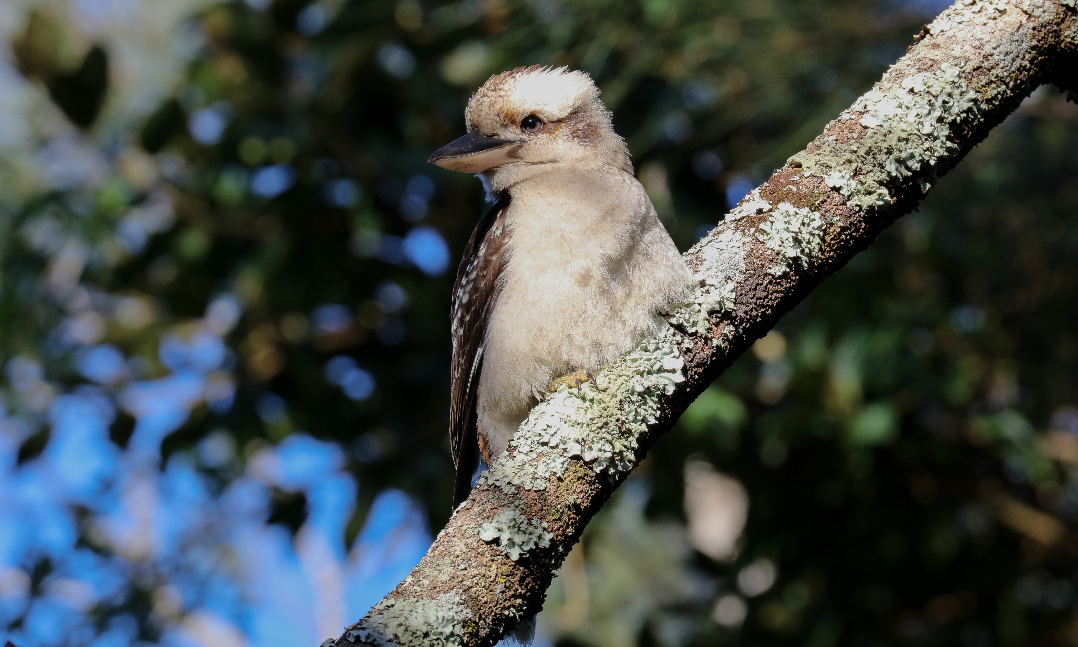 Kookaburra