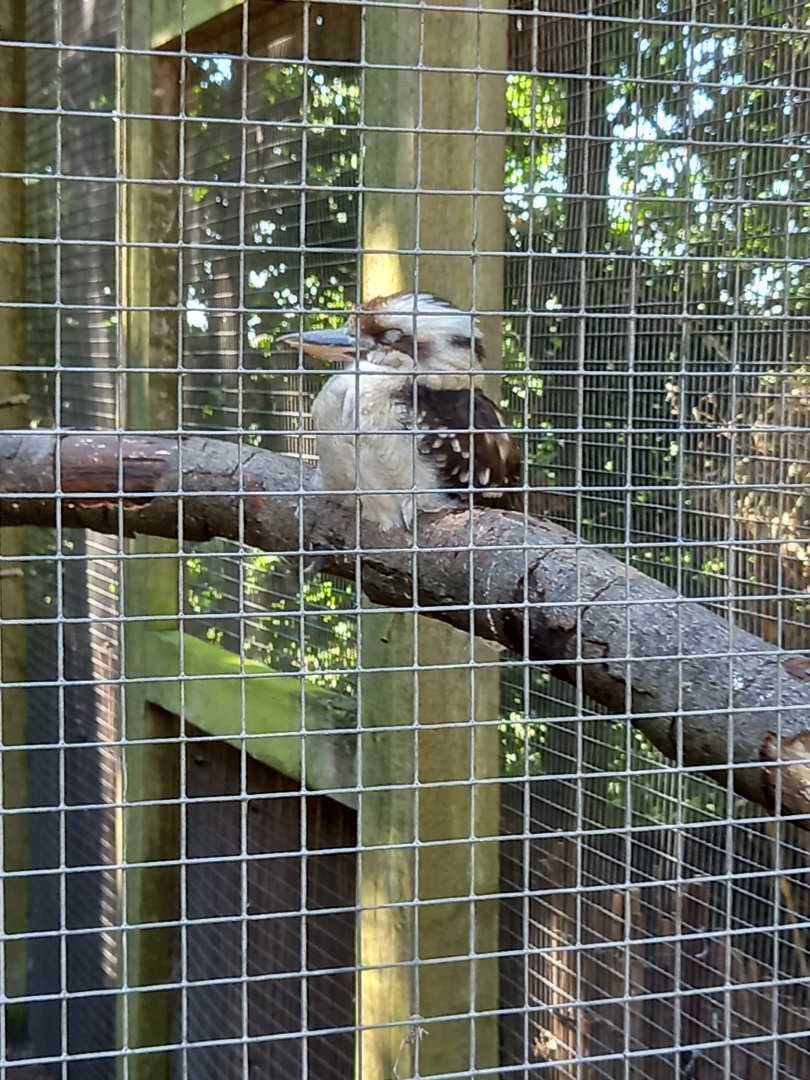 Kookaburra