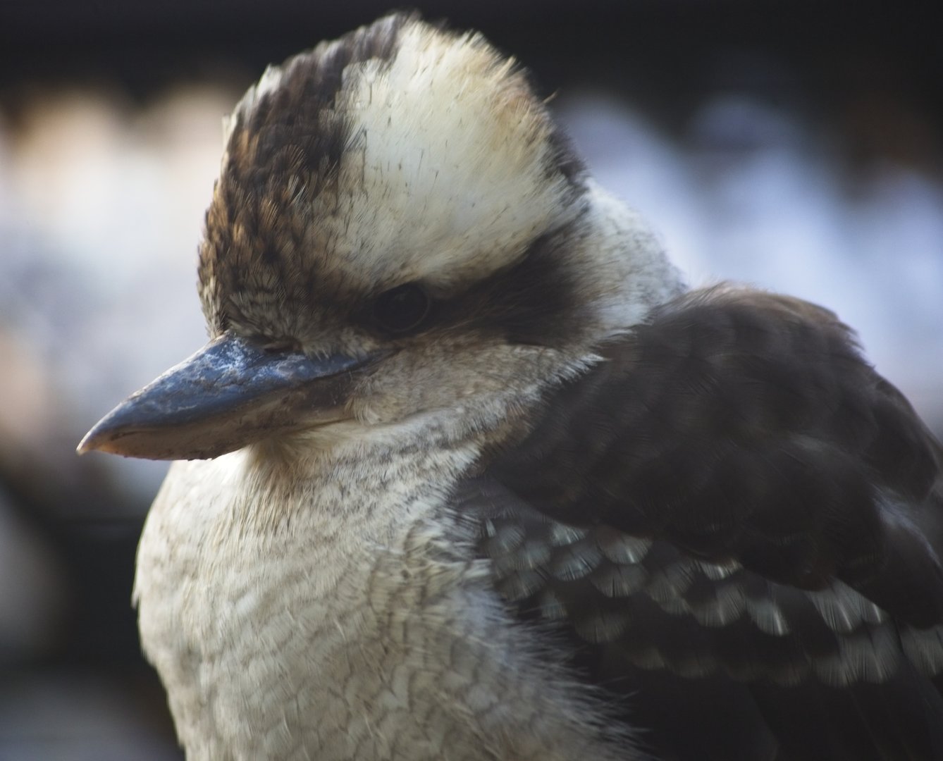 Kookaburra